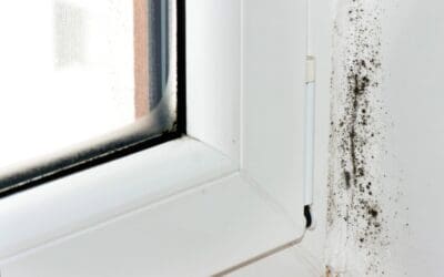 Recognizing the Early Signs of Mold Growth