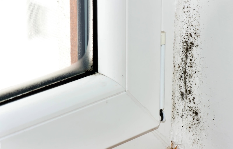 Recognizing the Early Signs of Mold Growth