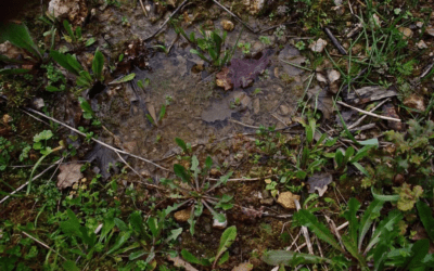 Ground Control: Strategies to Improve Drainage on Your Property